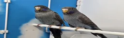 Budgerigars birds for sale: Stunning Budgies, various colors & Mutations - Advert 1