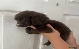 Cocker Spaniel dogs for sale: Merl cocker spaniel puppies  - Image 36