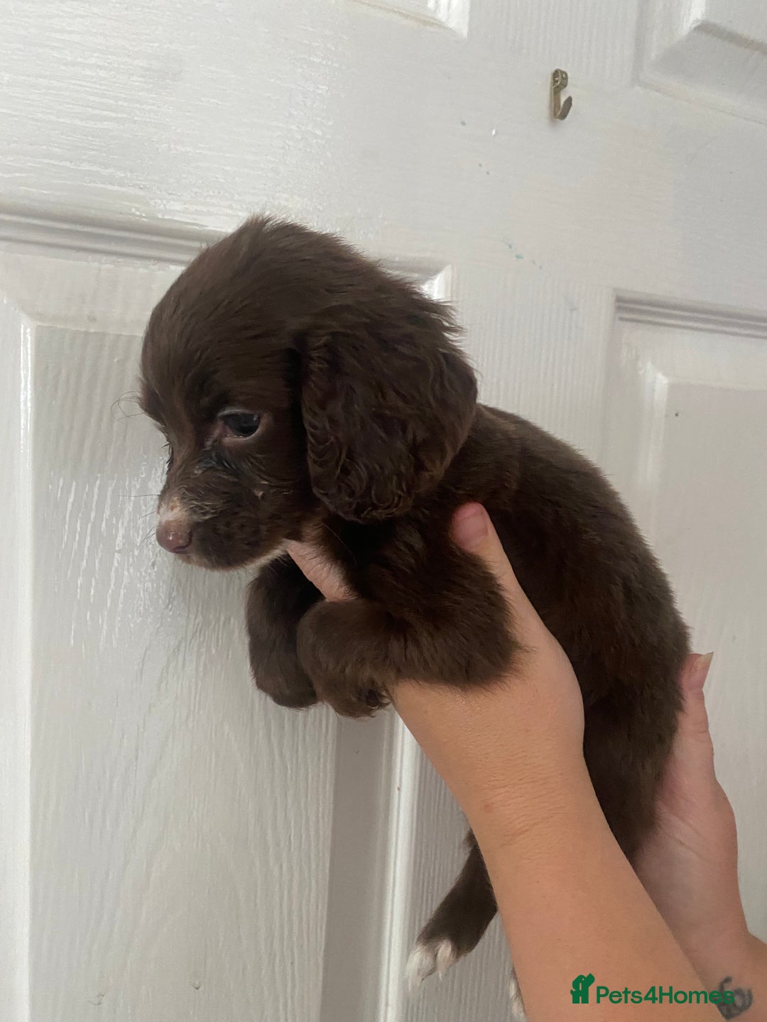 Cocker Spaniel dogs for sale: Merl cocker spaniel puppies  - Image 36