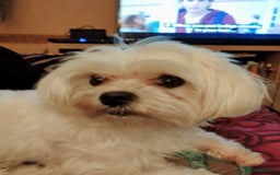 Maltese dogs for sale: Small Fluffy KC Maltese Puppy Family Raised & Love - Image 15