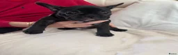French Bulldog dogs for sale: 2 stunning french bulldogs  - Advert 23