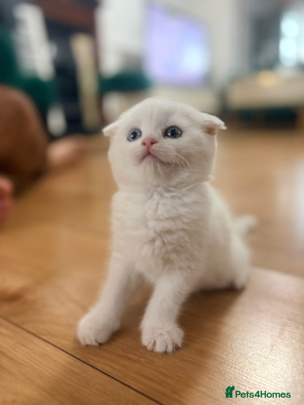 Mixed Breed cats Beautiful Scottish fold mix kittens 3 girls - Advert 2