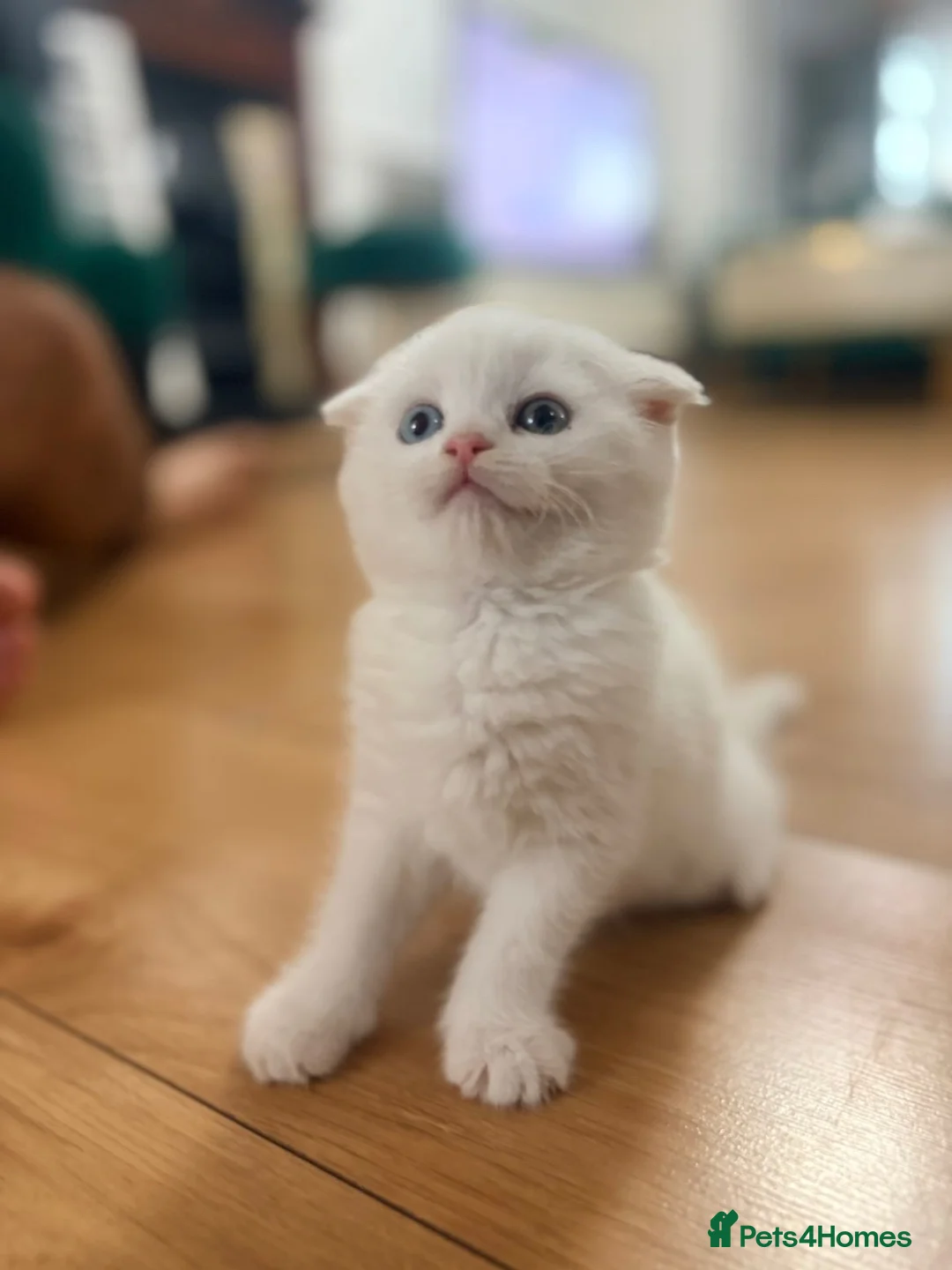Mixed Breed cats for sale: Beautiful Scottish fold mix kittens 3 girls - Advert 1