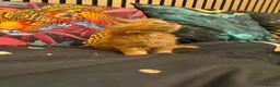Maine Coon cats for sale: Main coon kittens - Advert 20