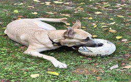 Mixed Breed dogs for adoption: COOPER - 2 Years Old, Mixed Breed Boy - Image 6