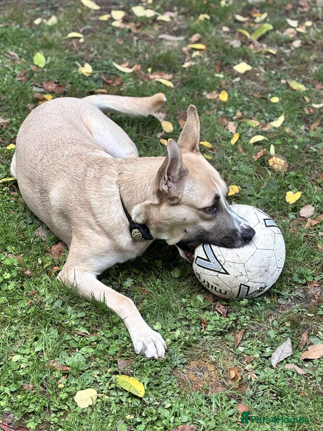 Mixed Breed dogs for adoption: COOPER - 2 Years Old, Mixed Breed Boy - Image 6