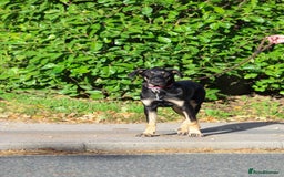 Mixed Breed dogs for adoption: Sweet Stella - reserved - Advert 22