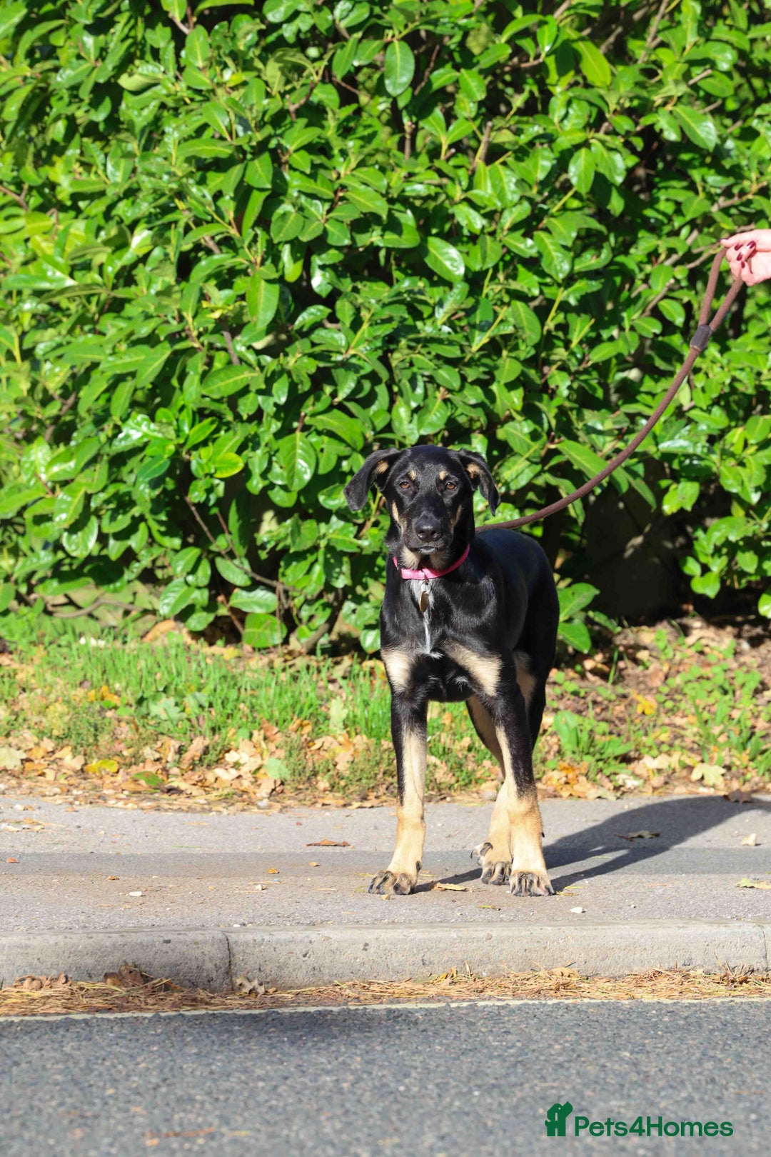 Mixed Breed dogs for adoption: Sweet Stella - reserved - Advert 22