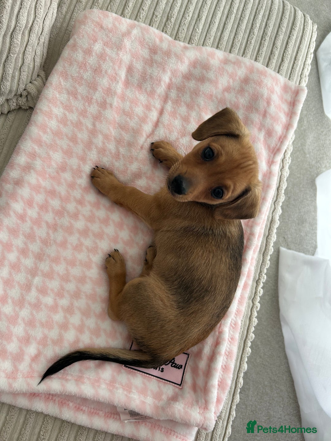 Mixed Breed dogs for sale: Mini Dachshund x Pomeranian girl - Image 4