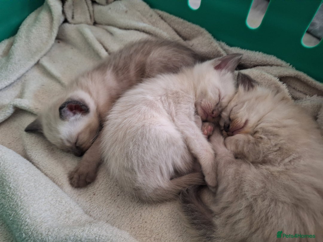 Siamese cats for sale: 3 beautiful siamese seal point kittens  - Image 3