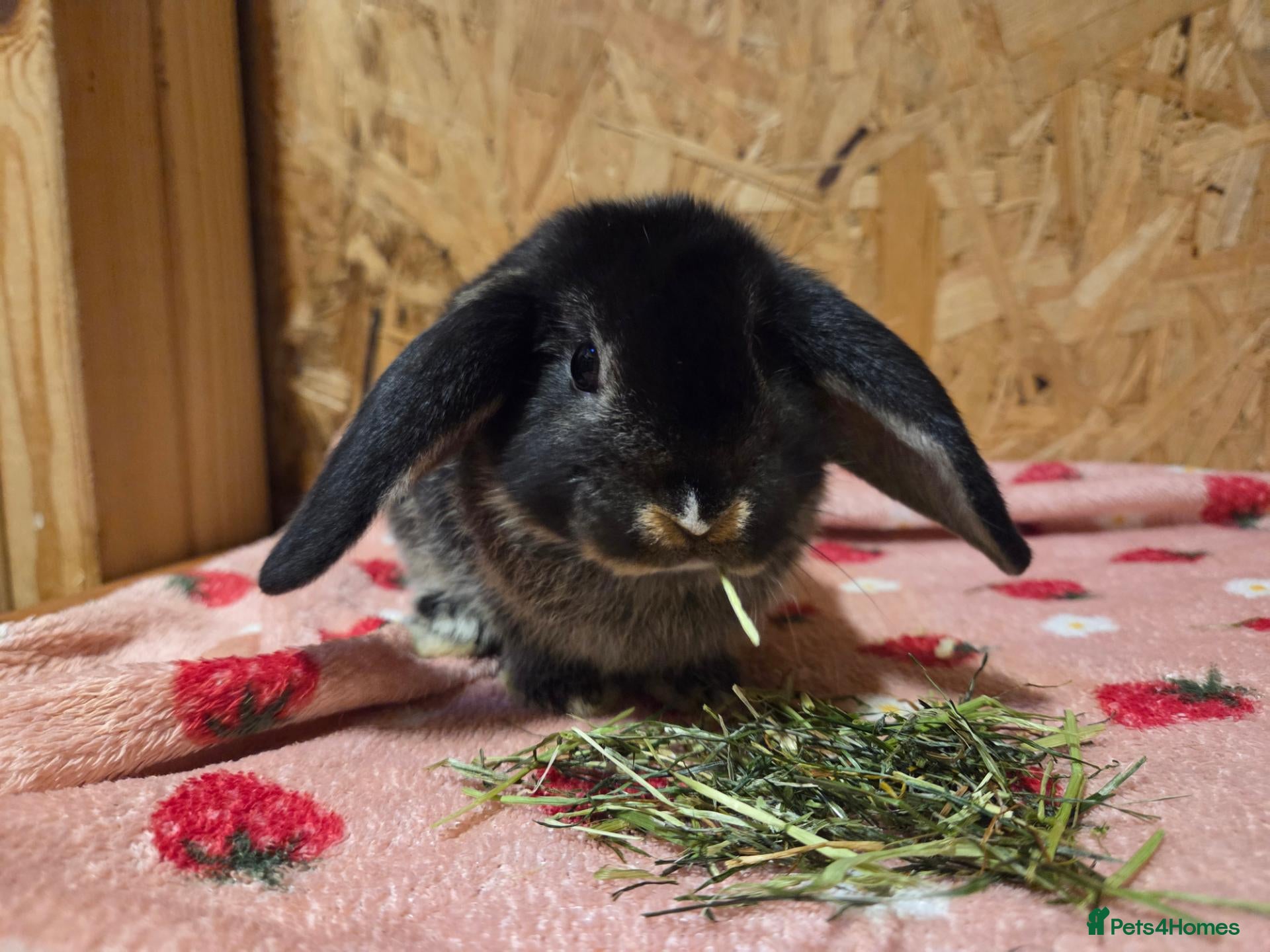 Mini Lop rabbits 8 week old very tame mini lop boys - Advert 2