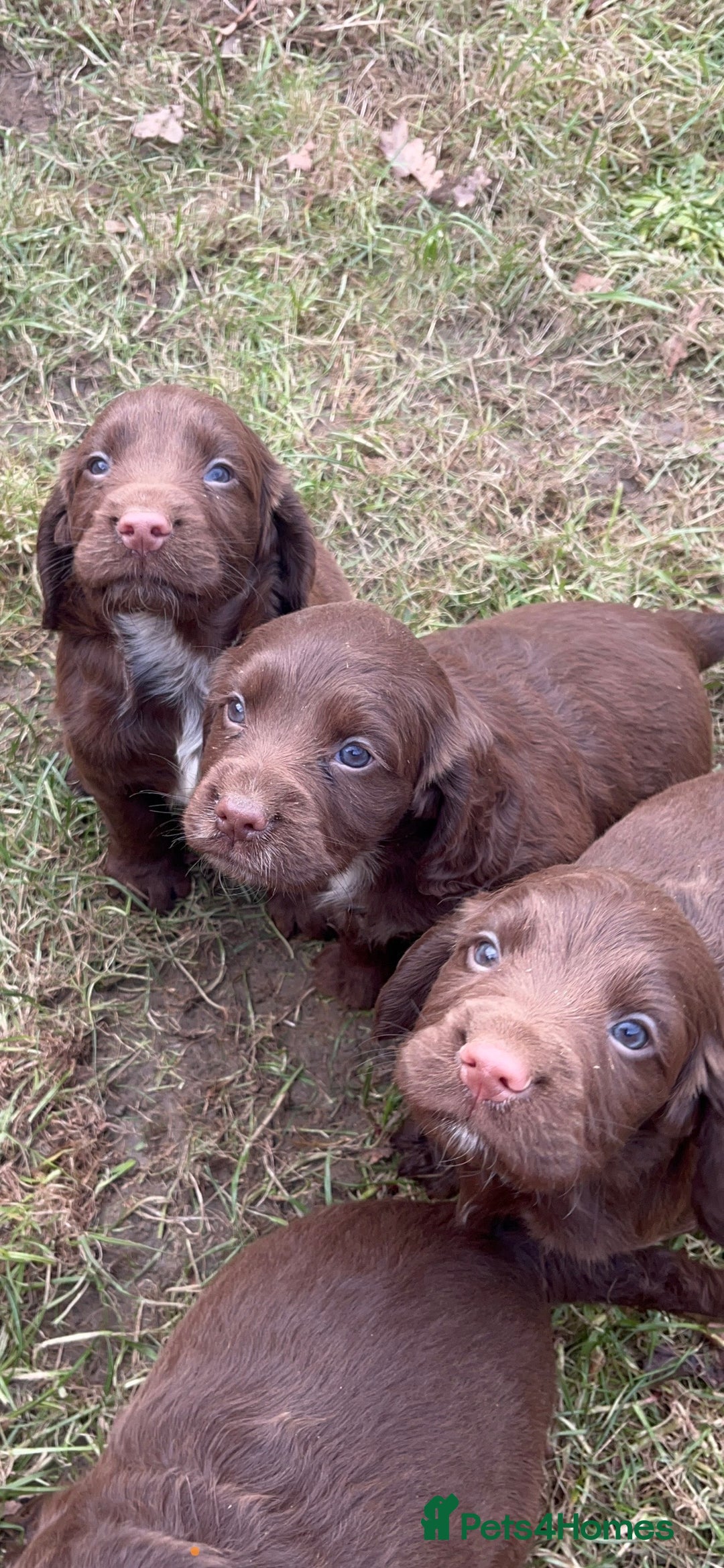 Cocker Spaniel dogs for sale: Beautiful Cockerspaniel Puppies for sale🐶 - Advert 17