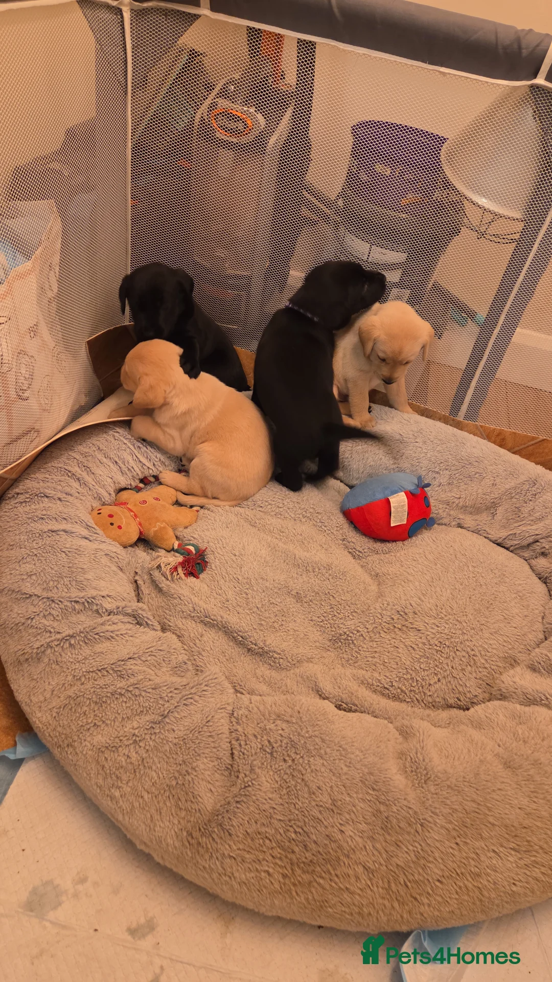 Labrador Retriever dogs for sale: Beautiful Labrador Puppies  - Advert 17