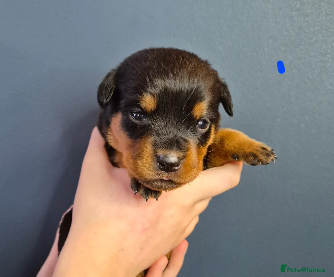 Rottweiler dogs for sale: 🩷BIG VIN GIRLS AVAILABLE🩷 - Advert 12