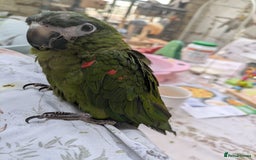 Macaws birds for sale: Ara Hahna red shouldered macaw tamed babies - Image 7