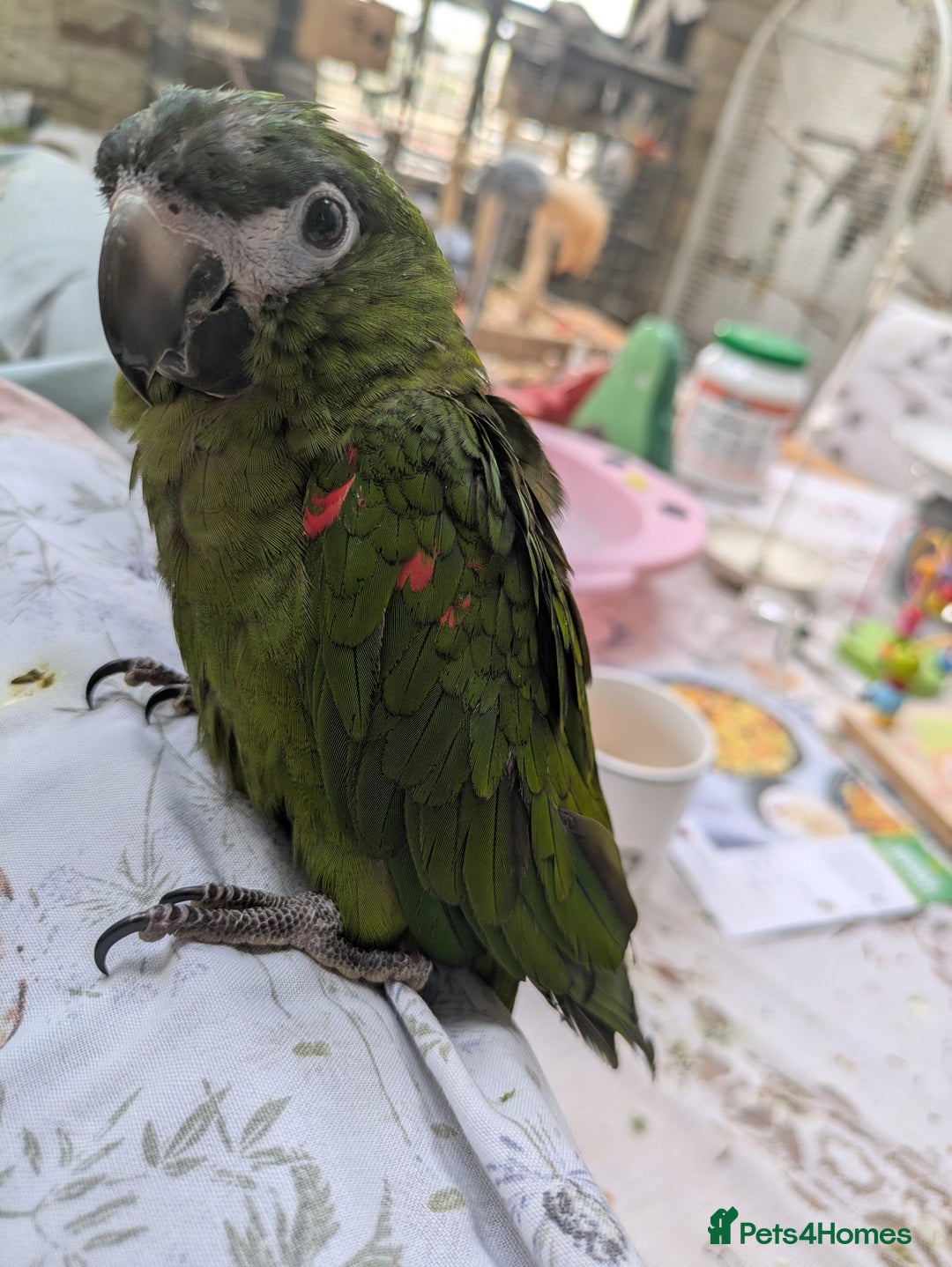 Macaws birds for sale: Ara Hahna red shouldered macaw tamed babies - Image 7