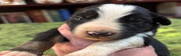 Border Collie dogs for sale: Border Collie Pups  - Advert 8