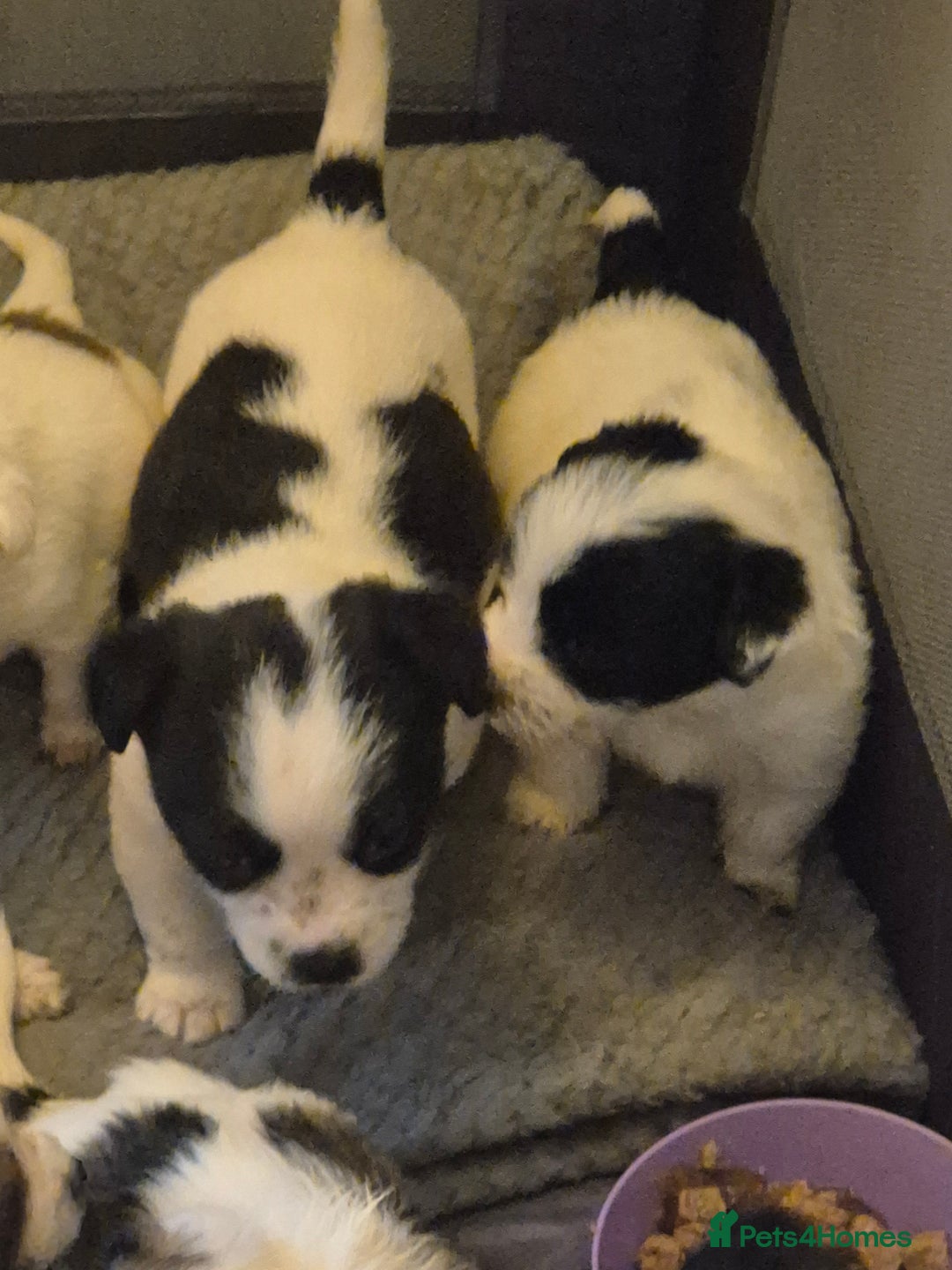 Jack Russell dogs for sale: Jack Russell pups  - Advert 13
