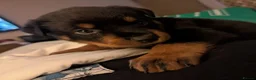 Rottweiler dogs for sale: 🪐🪐Fantastic chunky big bone pups🌞get them now🌞 in Perth - Advert 2