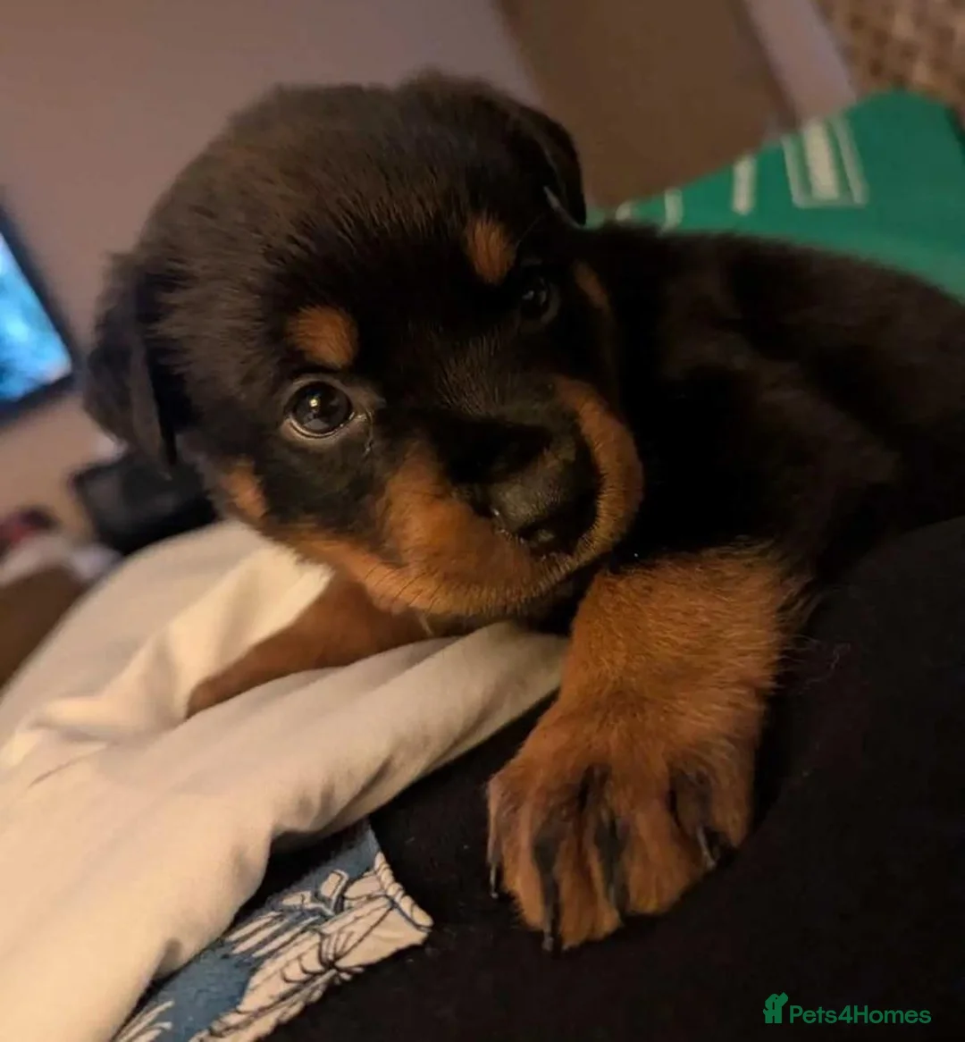 Rottweiler dogs for sale: 🪐🪐Fantastic chunky big bone pups🌞get them now🌞 in Perth - Advert 2