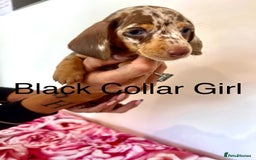 Miniature Dachshund dogs for sale: Lovely Happy Chocolate & Tan Dapple Babies  - Image 6