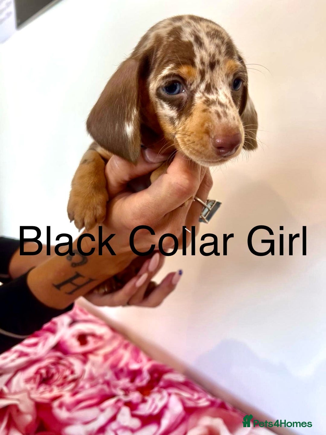 Miniature Dachshund dogs for sale: Lovely Happy Chocolate & Tan Dapple Babies  - Image 6