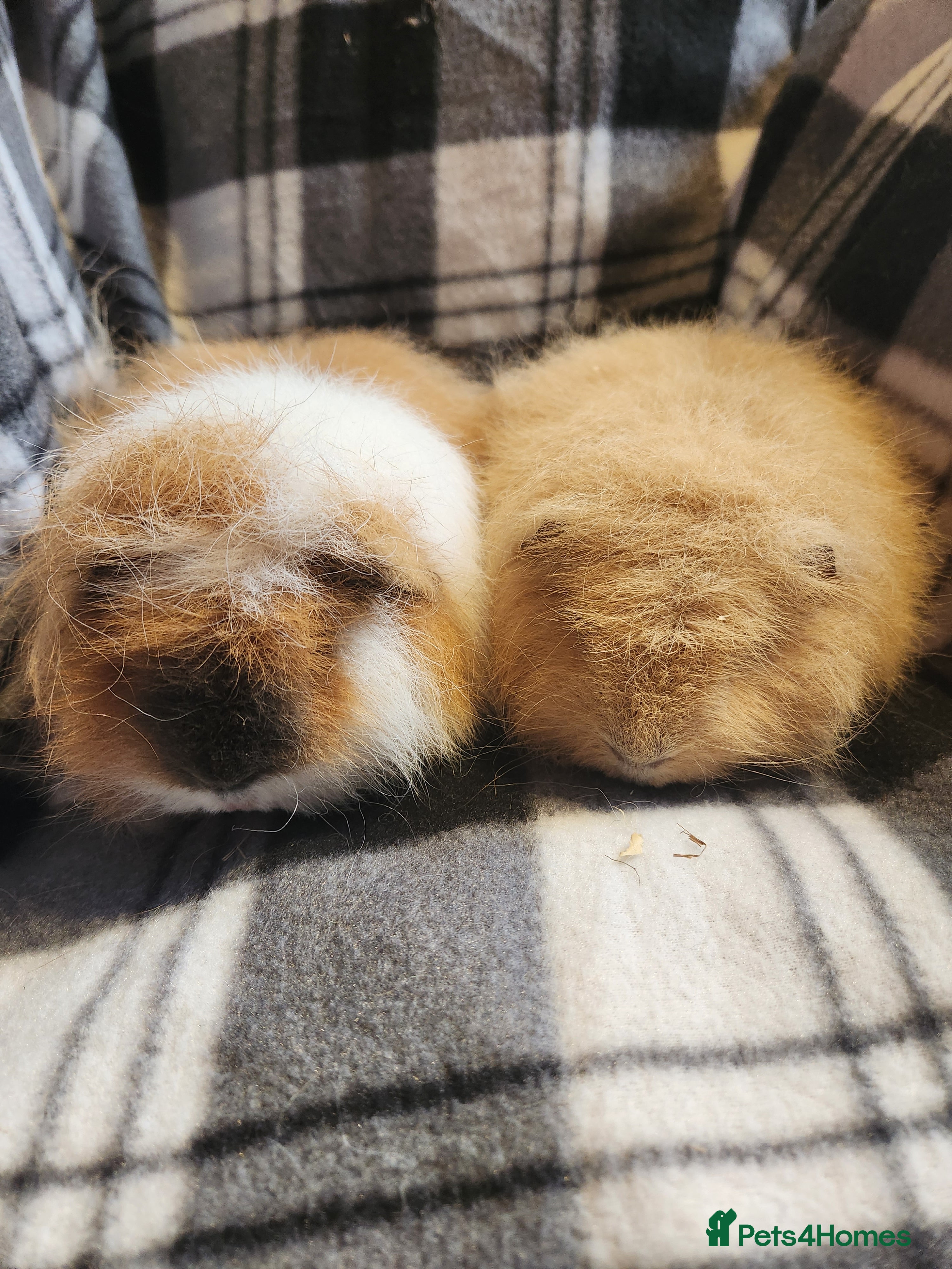 Guinea Pig rodents 2 male swiss guinea pigs - Advert 15