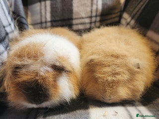 Guinea Pig rodents 2 male swiss guinea pigs - Advert 1