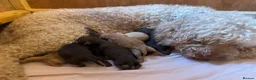 Labradoodle dogs for sale:  Cream Multigenerational Labradoodle Boy  - Advert 10