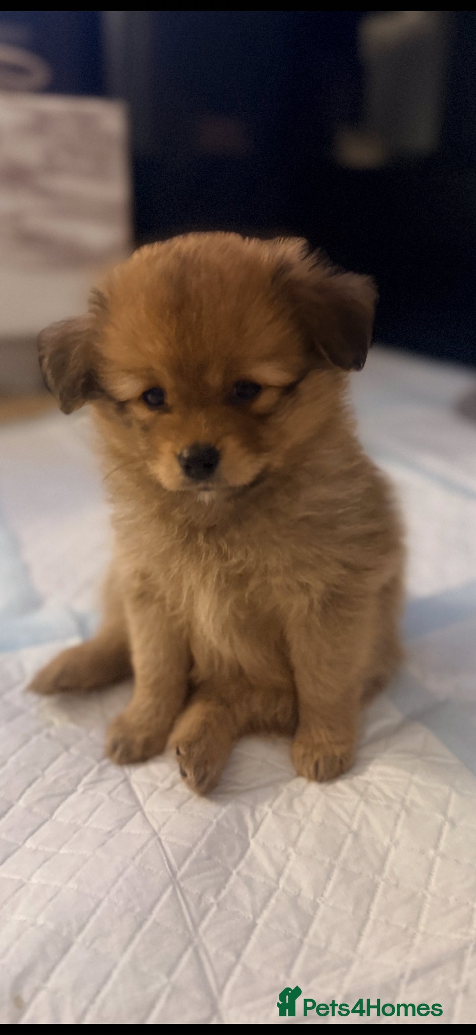 Pomchi dogs 💎 Luxury Teddy Bear Pomeranian Mix Puppies  - Advert 10