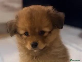Pomchi dogs 💎 Luxury Teddy Bear Pomeranian Mix Puppies - Advert 10