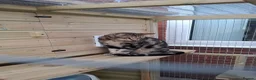 Savannah cats for sale: F3 Savannah male in Wirral - Advert 2