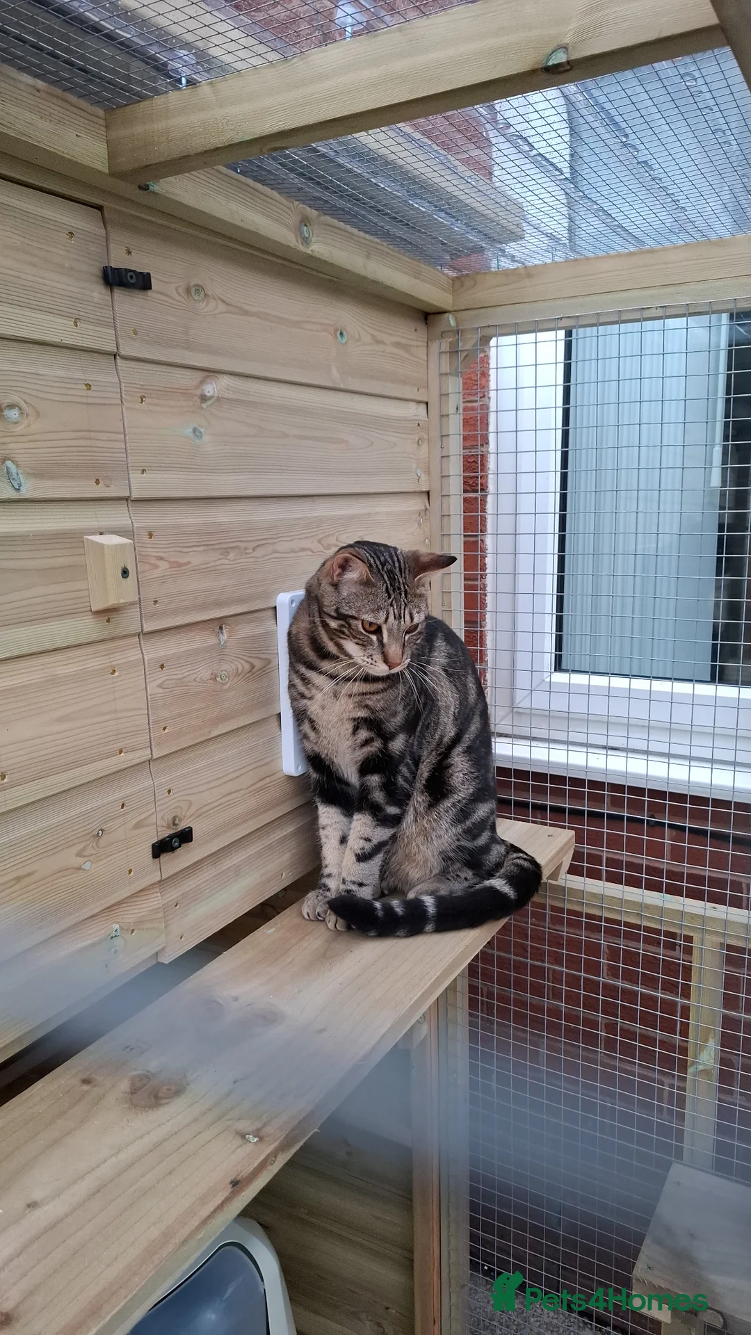 Savannah cats for sale: F3 Savannah male in Wirral - Advert 2
