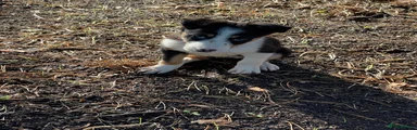 Border Collie 4