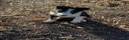 Border Collie dogs for sale: 5 Boarder Collie Puppies 8 weeks ready now in Ashbourne - Advert 8