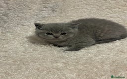 British Shorthair cats for sale:  British Blue kittens - Image 15