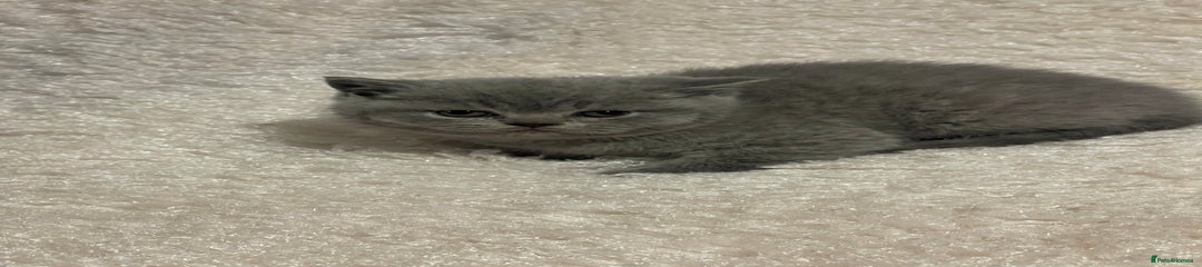 British Shorthair Kitten 3