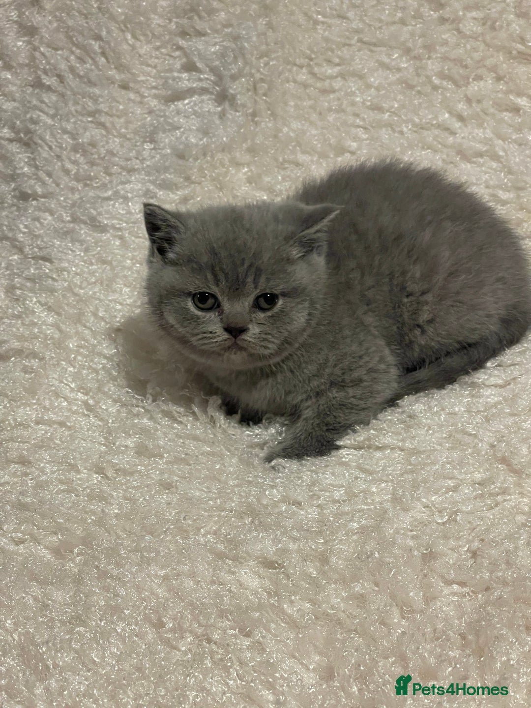 British Shorthair cats for sale:  British Blue kittens - Image 15