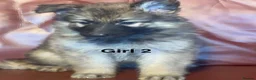 German Shepherd dogs for sale: Intelligent German Shepherd Puppies for Sale in Norwich - Advert 3