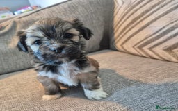 Lhasa Apso dogs for sale: Lhaso Apso Puppies  - Image 9