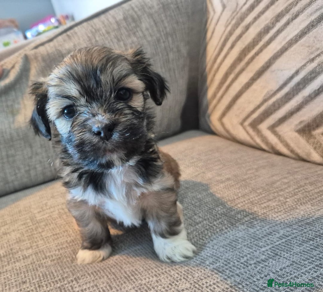 Lhasa Apso dogs for sale: Lhaso Apso Puppies  - Image 9