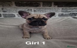 French Bulldog dogs for sale: French Bulldog puppies  - Image 6