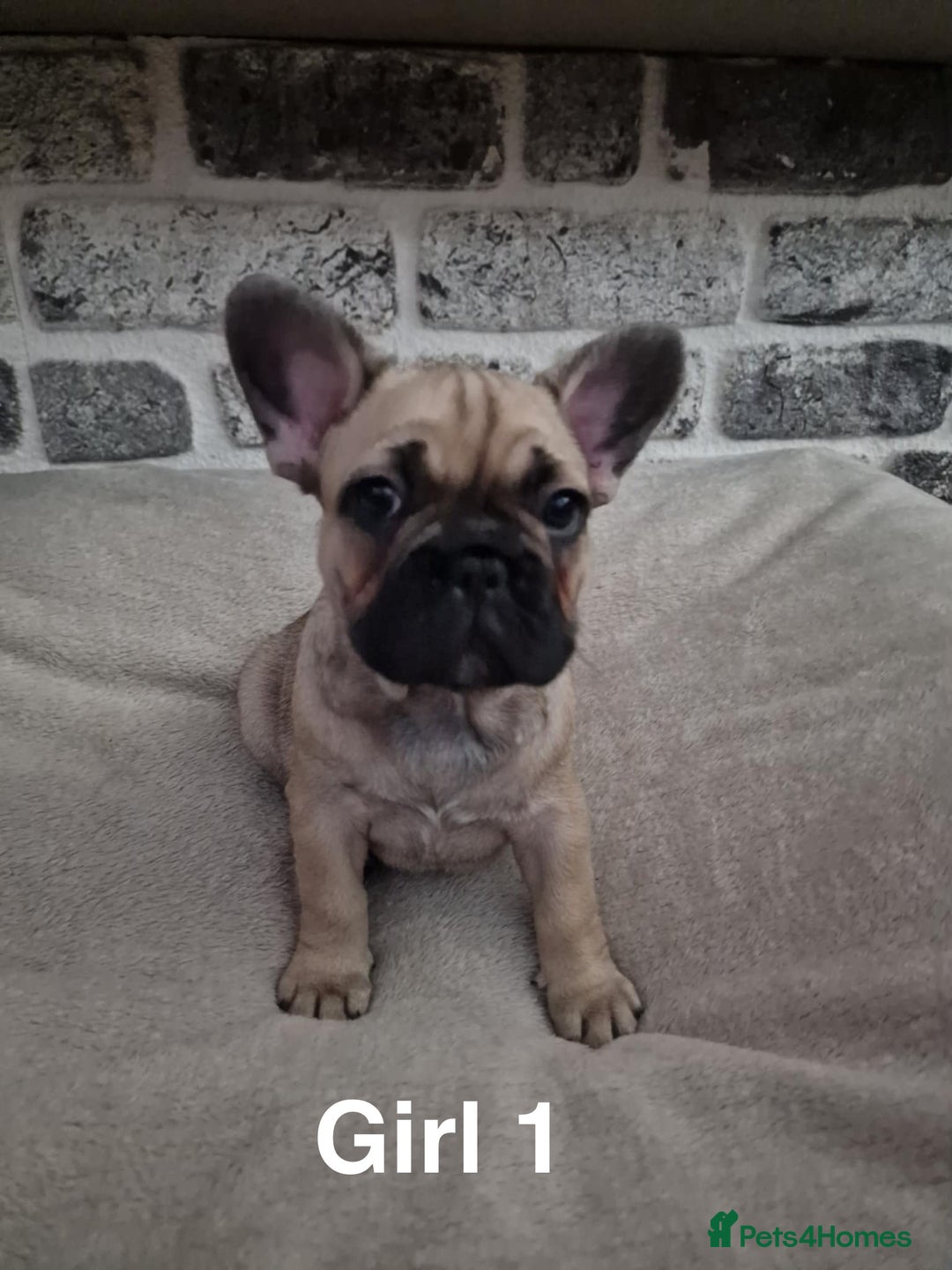 French Bulldog dogs for sale: French Bulldog puppies  - Image 6