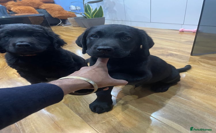 Labrador Retriever dogs - Advert 6
