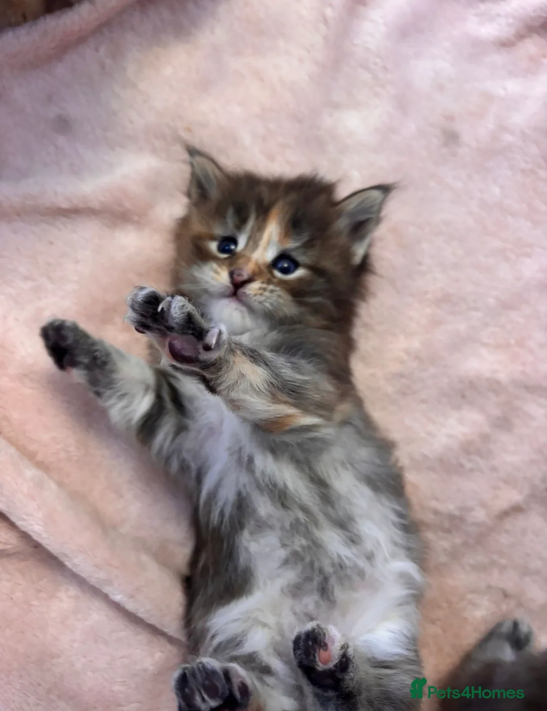 Maine Coon cats for stud: Proven Red tabby Maine coon stud - Advert 21