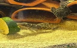 Plecos fish for sale: L333 Gurupa Rare! 9 adults.  - Image 12