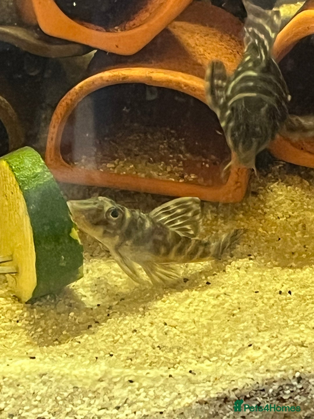 Plecos fish for sale: L333 Gurupa Rare! 9 adults.  - Image 12