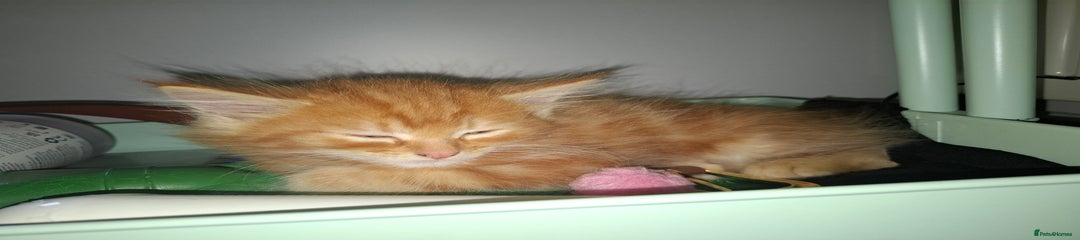 Ragdoll Kitten 7