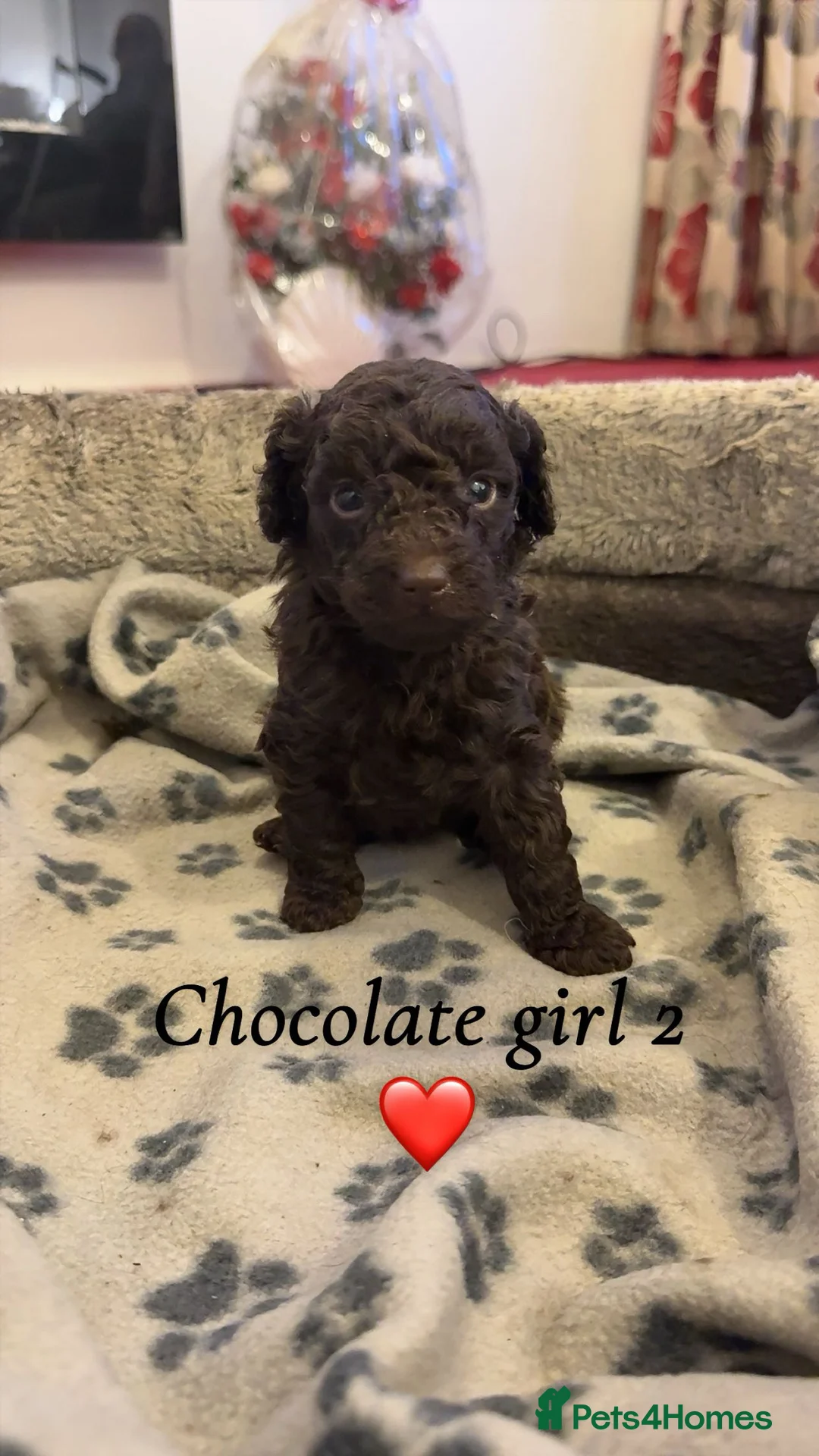 Toy Poodle dogs for sale: Stunning show type toy poodles  in Washington - Advert 2