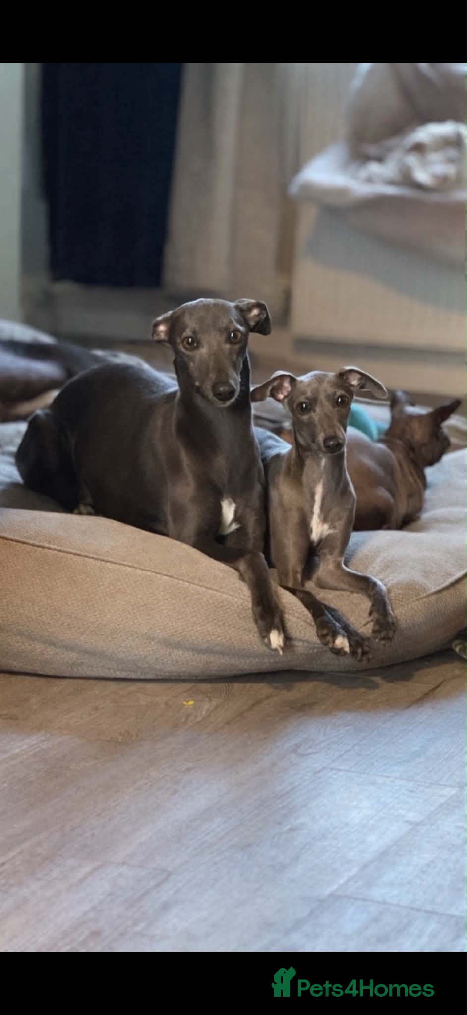 Italian Greyhound dogs Puppys Expected KCRegistered Italian Greyhounds 🐾 - Advert 2
